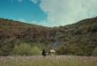 THIS IS NOT A BURIAL, IT'S A RESURRECTION ©trigon-film.org